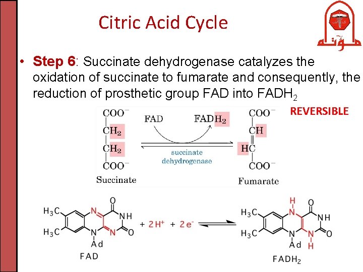Citric Acid Cycle • Step 6: Succinate dehydrogenase catalyzes the oxidation of succinate to