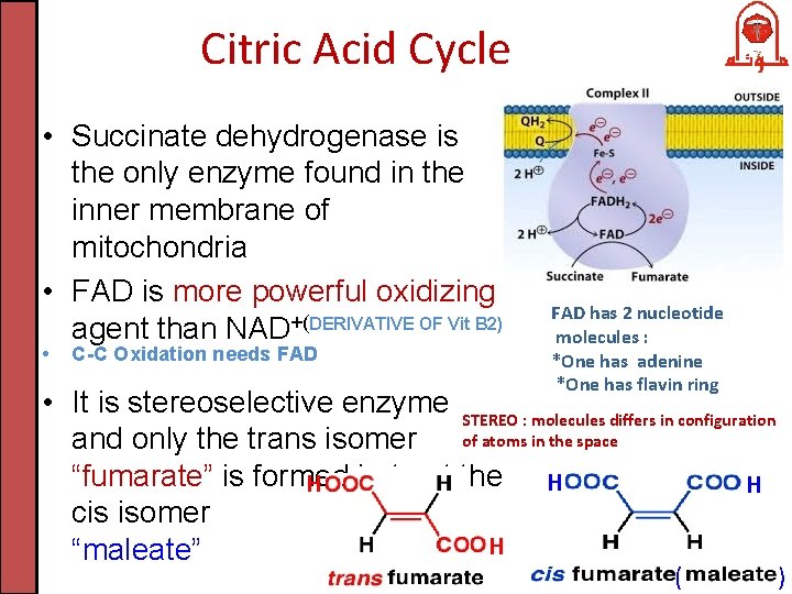 Citric Acid Cycle • Succinate dehydrogenase is the only enzyme found in the inner