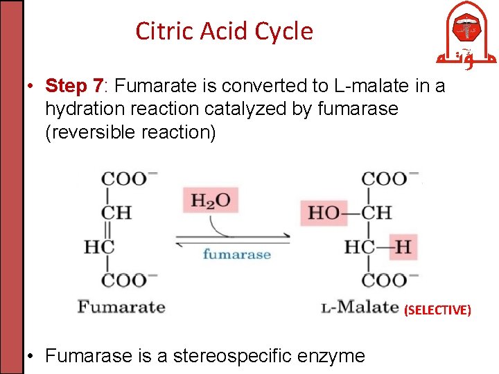 Citric Acid Cycle • Step 7: Fumarate is converted to L-malate in a hydration