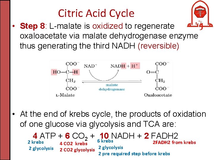 Citric Acid Cycle • Step 8: L-malate is oxidized to regenerate oxaloacetate via malate