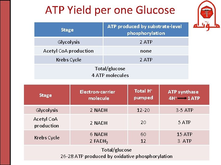 ATP Yield per one Glucose Stage ATP produced by substrate-level phosphorylation Glycolysis 2 ATP