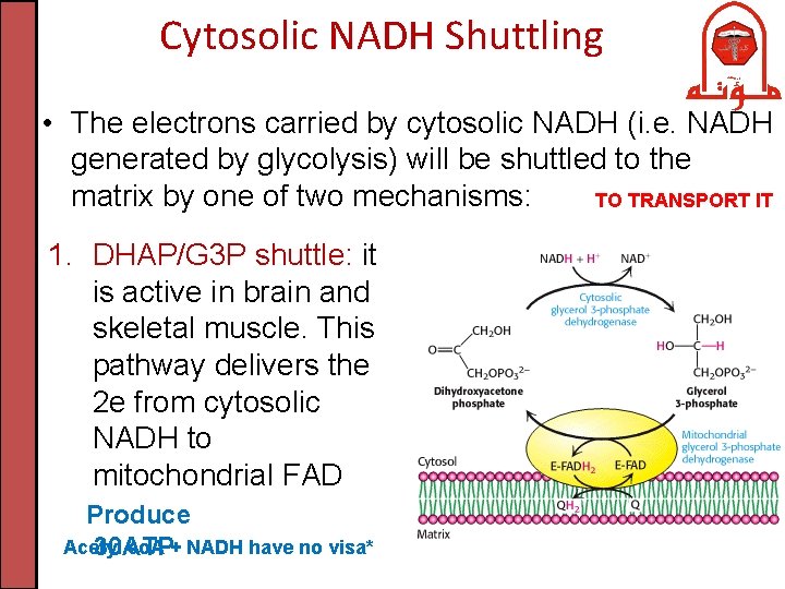 Cytosolic NADH Shuttling • The electrons carried by cytosolic NADH (i. e. NADH generated