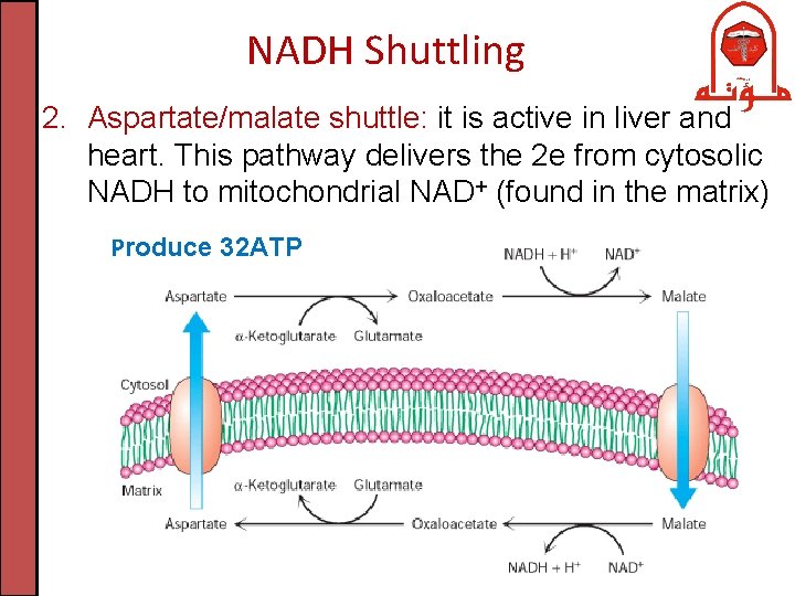 NADH Shuttling 2. Aspartate/malate shuttle: it is active in liver and heart. This pathway