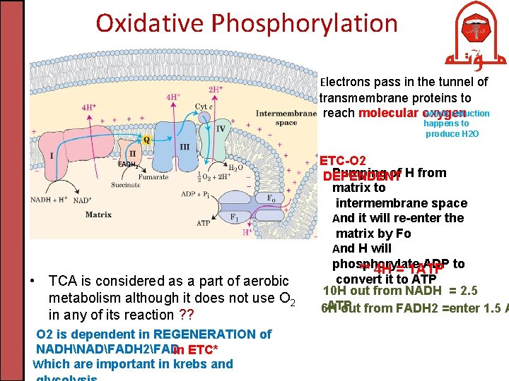 Oxidative Phosphorylation Electrons pass in the tunnel of transmembrane proteins to Which reduction reach