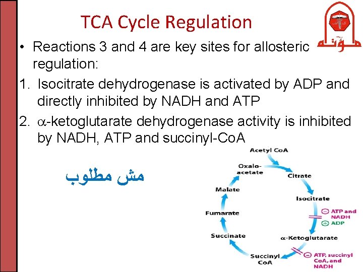 TCA Cycle Regulation • Reactions 3 and 4 are key sites for allosteric regulation: