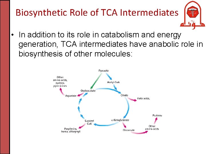 Biosynthetic Role of TCA Intermediates • In addition to its role in catabolism and