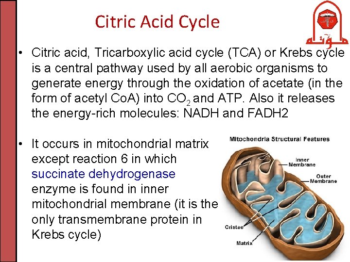 Citric Acid Cycle • Citric acid, Tricarboxylic acid cycle (TCA) or Krebs cycle is