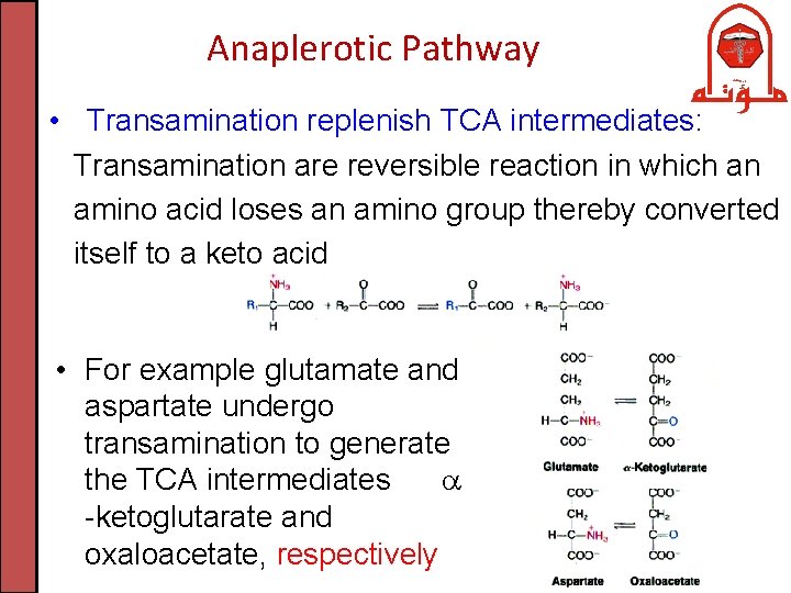 Anaplerotic Pathway • Transamination replenish TCA intermediates: Transamination are reversible reaction in which an