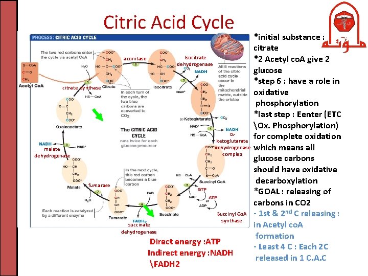Citric Acid Cycle Isocitrate dehydrogenase aconitase citrate synthase ketoglutarate dehydrogenase complex malate dehydrogenase fumarase