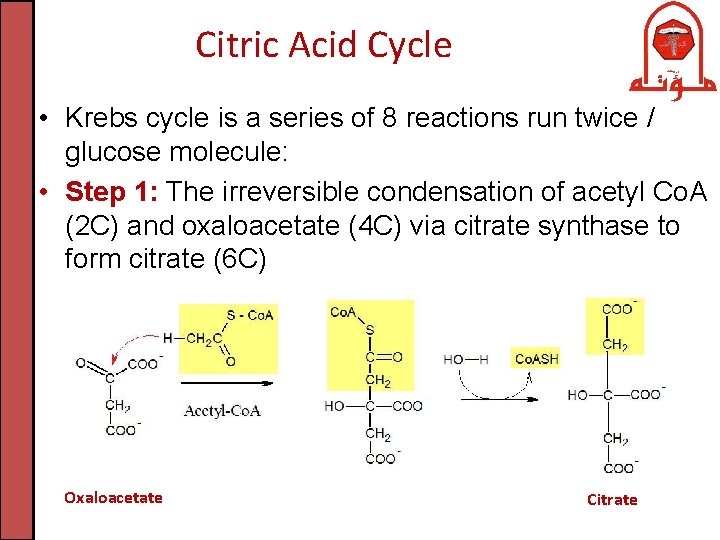 Citric Acid Cycle • Krebs cycle is a series of 8 reactions run twice