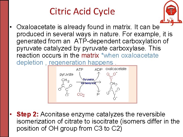 Citric Acid Cycle • Oxaloacetate is already found in matrix. It can be produced
