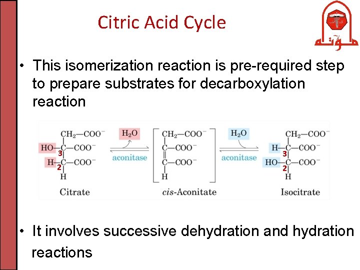 Citric Acid Cycle • This isomerization reaction is pre-required step to prepare substrates for
