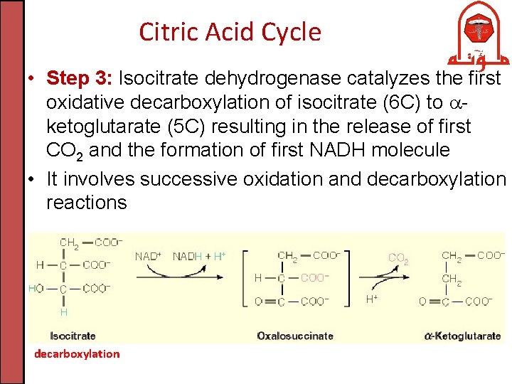 Citric Acid Cycle • Step 3: Isocitrate dehydrogenase catalyzes the first oxidative decarboxylation of