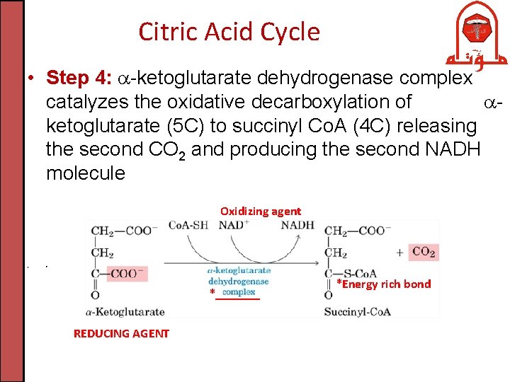 Citric Acid Cycle • Step 4: -ketoglutarate dehydrogenase complex catalyzes the oxidative decarboxylation of