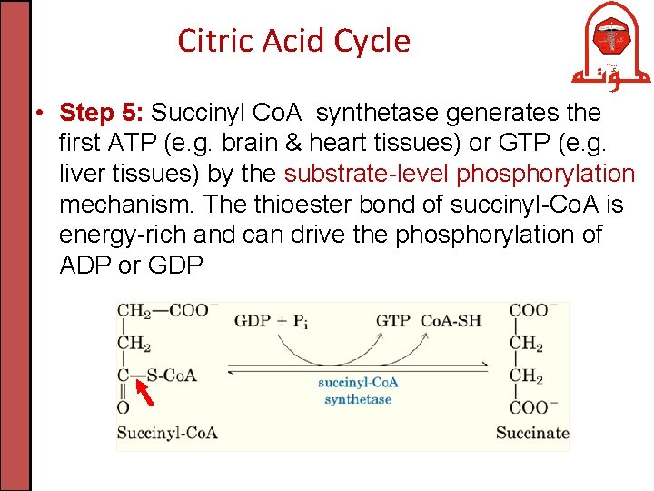 Citric Acid Cycle • Step 5: Succinyl Co. A synthetase generates the first ATP