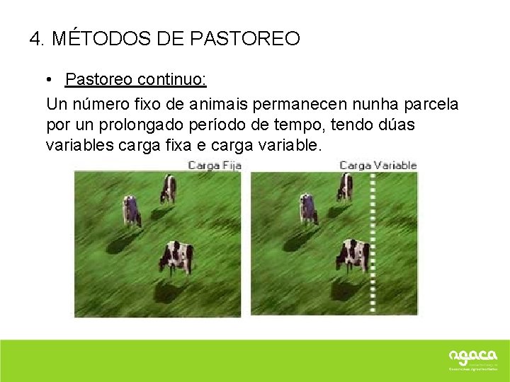4. MÉTODOS DE PASTOREO • Pastoreo continuo: Un número fixo de animais permanecen nunha