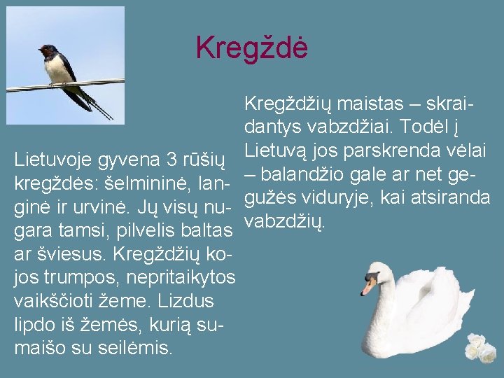 Kregždė Lietuvoje gyvena 3 rūšių kregždės: šelmininė, langinė ir urvinė. Jų visų nugara tamsi,