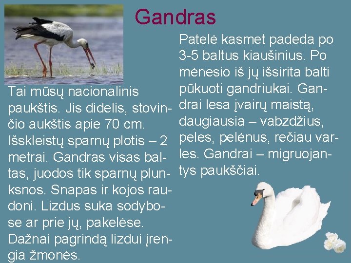 Gandras Tai mūsų nacionalinis paukštis. Jis didelis, stovinčio aukštis apie 70 cm. Išskleistų sparnų