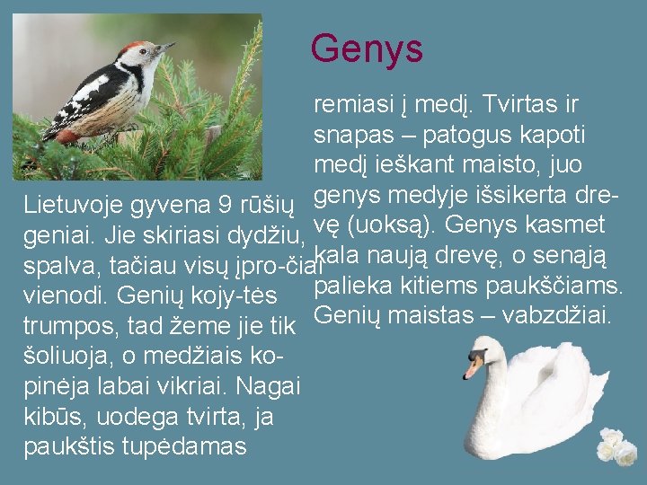 Genys remiasi į medį. Tvirtas ir snapas – patogus kapoti medį ieškant maisto, juo