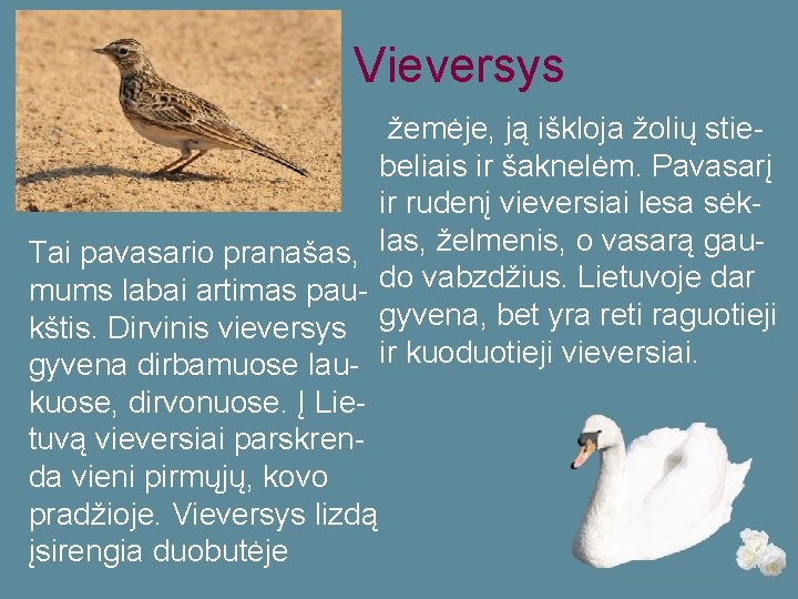 Vieversys žemėje, ją iškloja žolių stiebeliais ir šaknelėm. Pavasarį ir rudenį vieversiai lesa sėk.