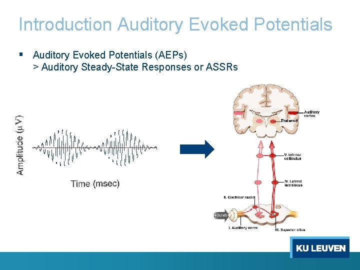 Introduction Auditory Evoked Potentials § Auditory Evoked Potentials (AEPs) > Auditory Steady-State Responses or