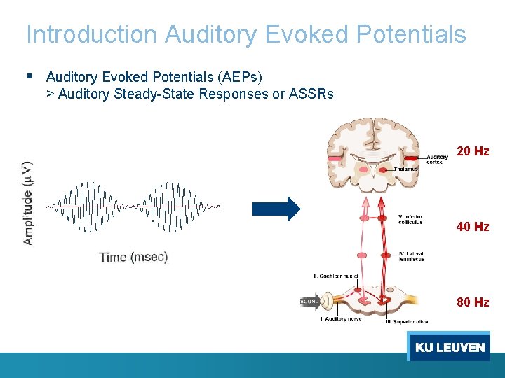 Introduction Auditory Evoked Potentials § Auditory Evoked Potentials (AEPs) > Auditory Steady-State Responses or