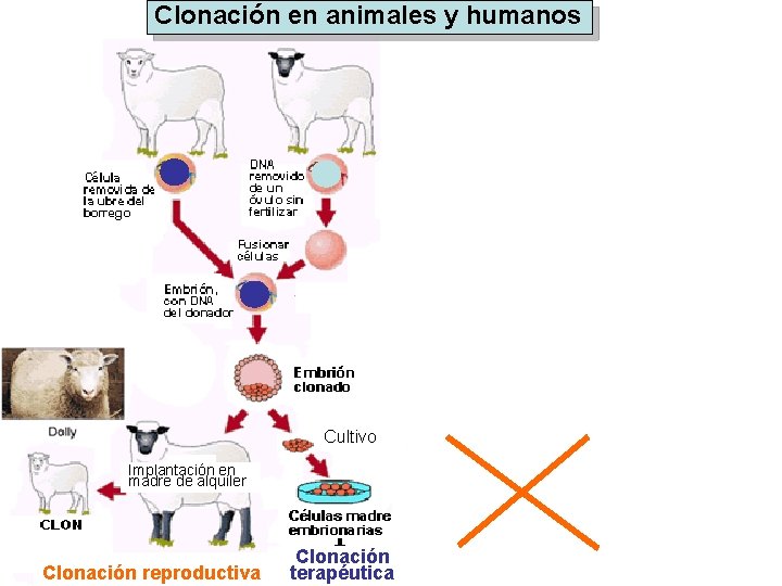 Clonación en animales y humanos Cultivo Implantación en madre de alquiler Implantación en útero