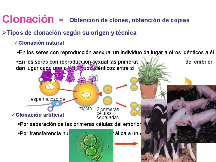 Clonación = Obtención de clones, obtención de copias ØTipos de clonación según su origen