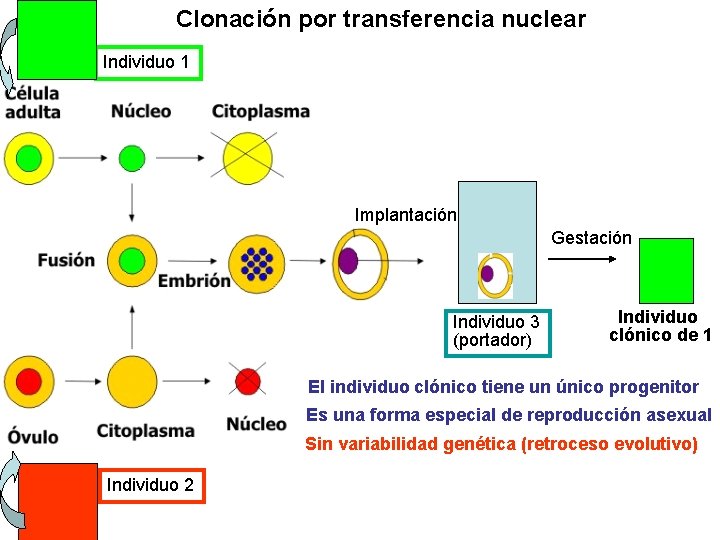 Clonación por transferencia nuclear Individuo 1 Implantación Gestación Individuo 3 (portador) Individuo clónico de