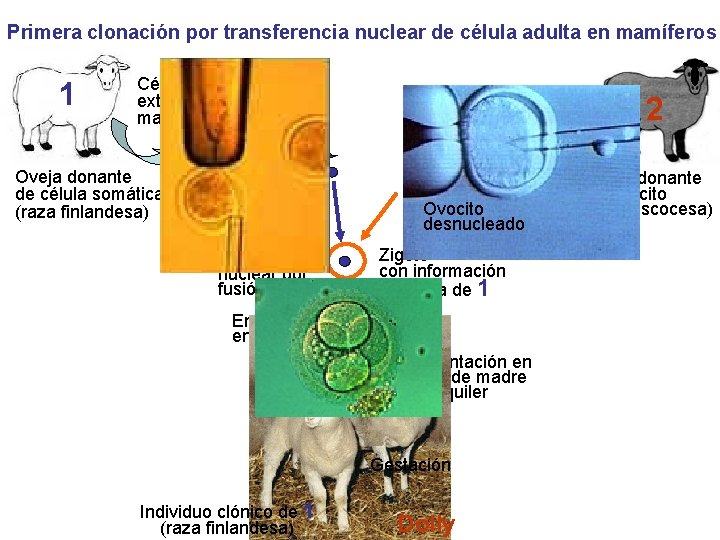 Primera clonación por transferencia nuclear de célula adulta en mamíferos 1 Célula somática extraída