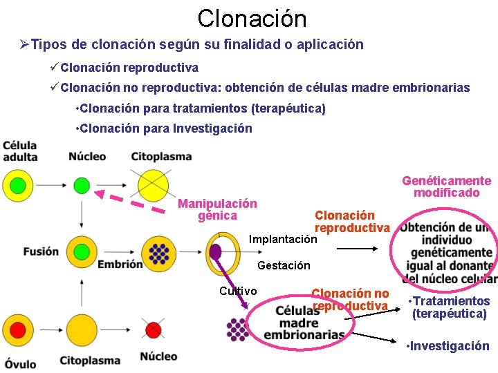Clonación ØTipos de clonación según su finalidad o aplicación üClonación reproductiva üClonación no reproductiva: