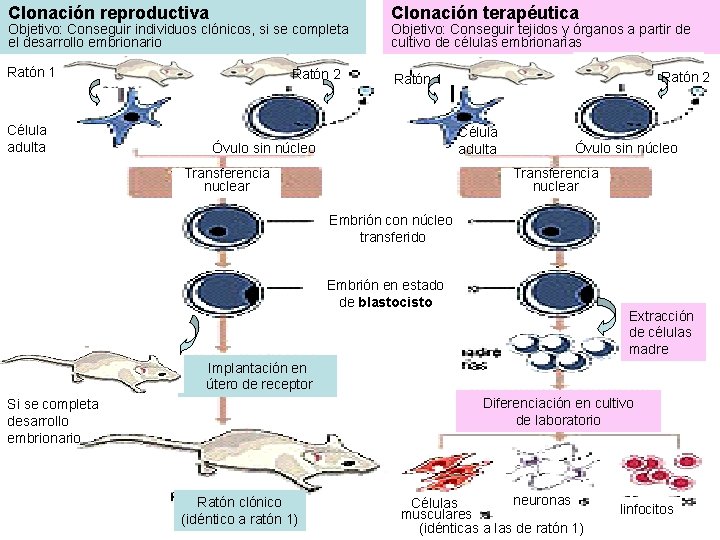 Clonación reproductiva Objetivo: Conseguir individuos clónicos, si se completa el desarrollo embrionario Ratón 1