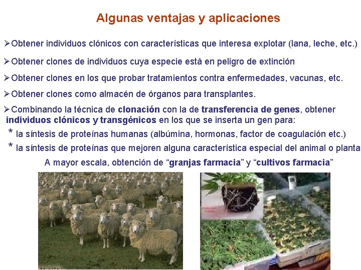 Algunas ventajas y aplicaciones ØObtener individuos clónicos con características que interesa explotar (lana, leche,