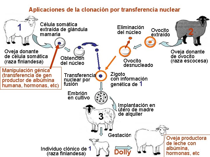Aplicaciones de la clonación por transferencia nuclear 1 Célula somática extraída de glándula mamaria