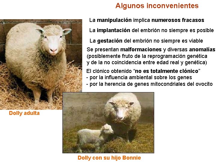 Algunos inconvenientes La manipulación implica numerosos fracasos La implantación del embrión no siempre es