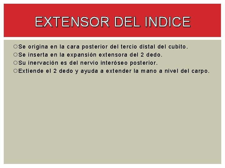 EXTENSOR DEL INDICE Se origina en la cara posterior del tercio distal del cubito.