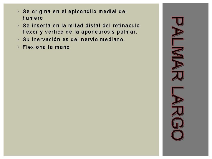 PALMAR LARGO • Se origina en el epicondilo medial del humero • Se inserta