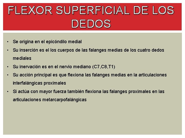 FLEXOR SUPERFICIAL DE LOS DEDOS • Se origina en el epicóndilo medial • Su