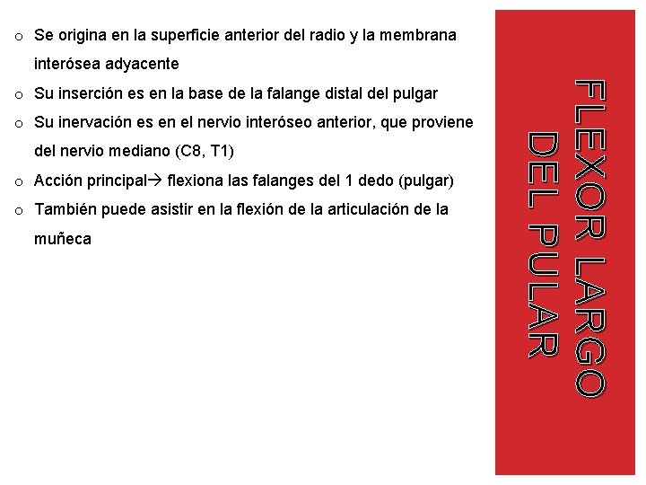 o Se origina en la superficie anterior del radio y la membrana interósea adyacente