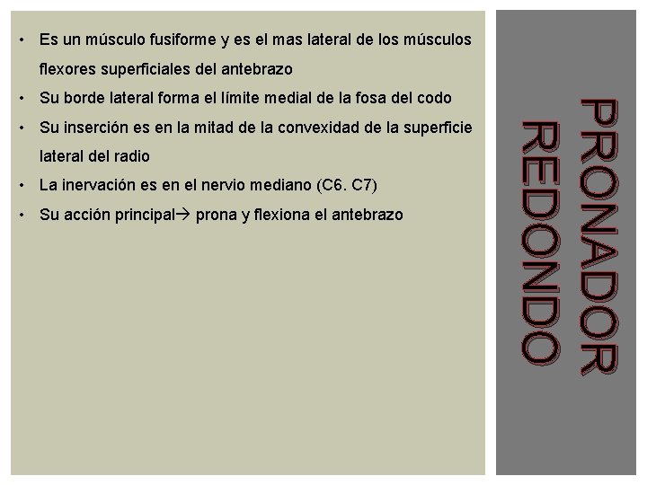  • Es un músculo fusiforme y es el mas lateral de los músculos