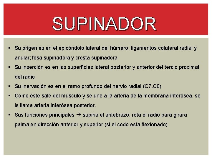 SUPINADOR § Su origen es en el epicóndolo lateral del húmero; ligamentos colateral radial