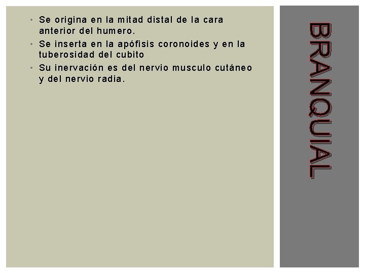 BRANQUIAL • Se origina en la mitad distal de la cara anterior del humero.