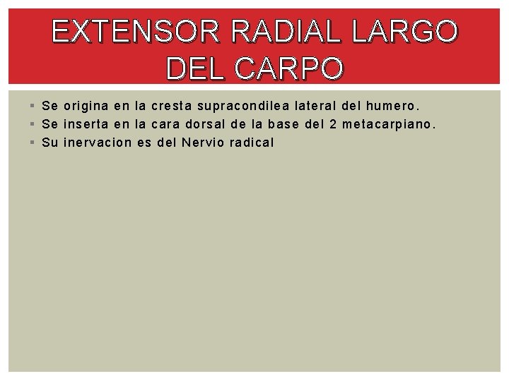 EXTENSOR RADIAL LARGO DEL CARPO § Se origina en la cresta supracondilea lateral del