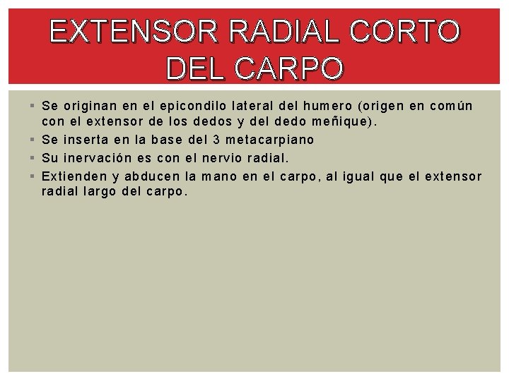 EXTENSOR RADIAL CORTO DEL CARPO § Se originan en el epicondilo lateral del humero