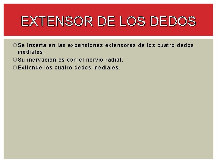 EXTENSOR DE LOS DEDOS Se inserta en las expansiones extensoras de los cuatro dedos