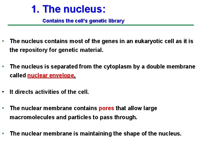 1. The nucleus: Contains the cell’s genetic library • The nucleus contains most of