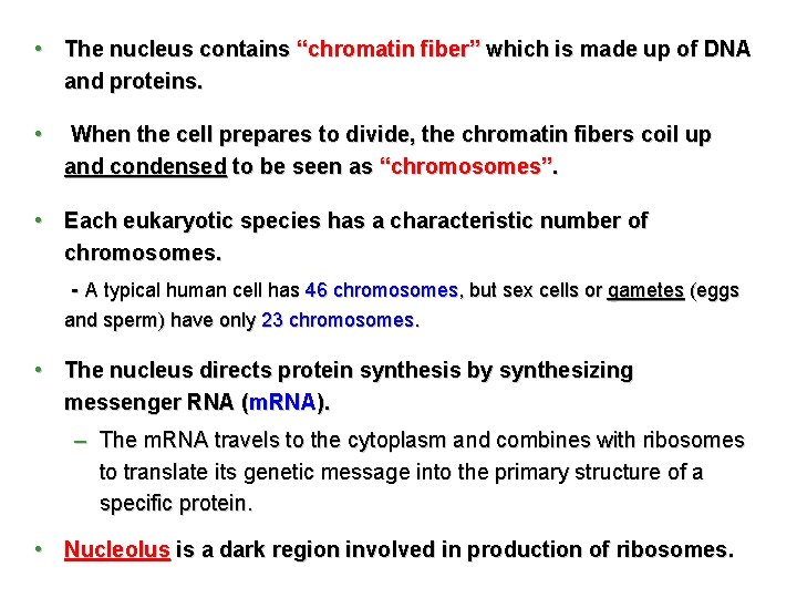  • The nucleus contains “chromatin fiber” which is made up of DNA and