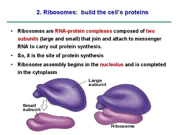 2. Ribosomes: build the cell’s proteins • Ribosomes are RNA-protein complexes composed of two