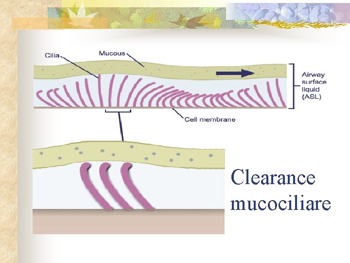 Clearance mucociliare 