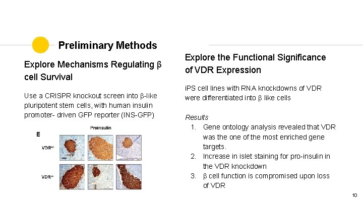 Preliminary Methods Explore Mechanisms Regulating β cell Survival Use a CRISPR knockout screen into